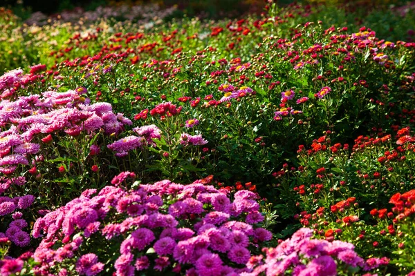 Tło Chryzantemy Różowo Białej Jesiennym Parku — Zdjęcie stockowe
