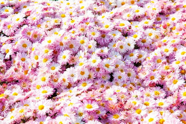 Background Pink White Chrysanthemums Autumn Park — Stock Photo, Image