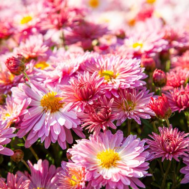 Sonbahar parkında pembe ve beyaz kasımpatıların arka planı