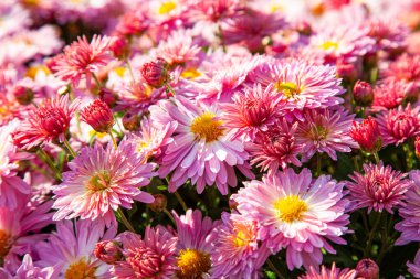 Sonbahar parkında pembe ve beyaz kasımpatıların arka planı