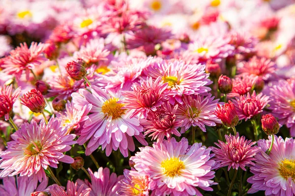 Sonbahar parkında pembe ve beyaz kasımpatıların arka planı