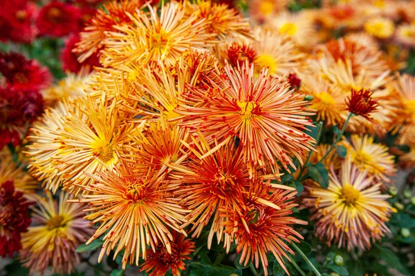 Crisantemos Grandes Color Amarillo Anaranjado Que Florecen Parque Otoño Día — Foto de Stock