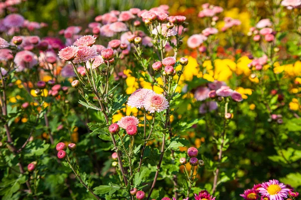 Рожеві Жовті Хризантеми Цвітуть Сонячному Саду Осінній Сезон — стокове фото