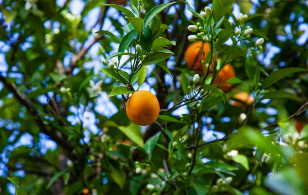 Citrus Fruits Tree Simultaneously Flowering Orange Tree — Fotografia de Stock