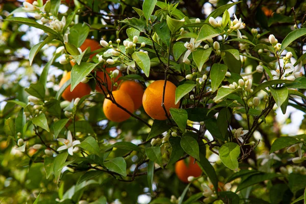 Citrus fruits on the tree, simultaneously with the flowering of the orange tree