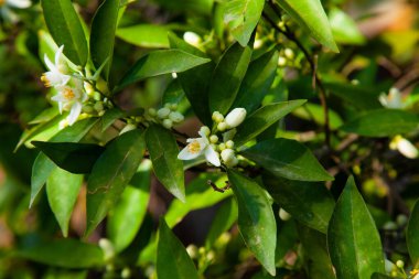 Çiçekli narenciye. Baharda portakal ağacı çiçek açar..