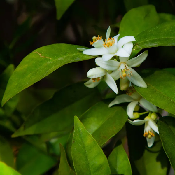 Çiçekli narenciye. Baharda portakal ağacı çiçek açar..