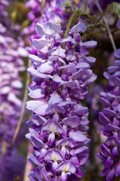Mor renkli salkımlar baharda bir ağaçta çiçek açar, çiçek arkaplanda.