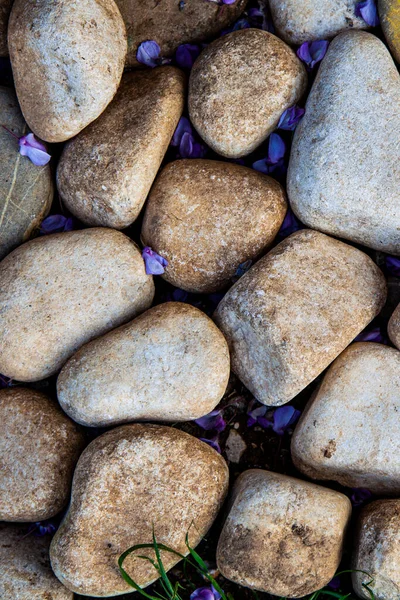 Luz Hermoso Mar Redondeado Piedras Fondo Con Flores Glicina —  Fotos de Stock