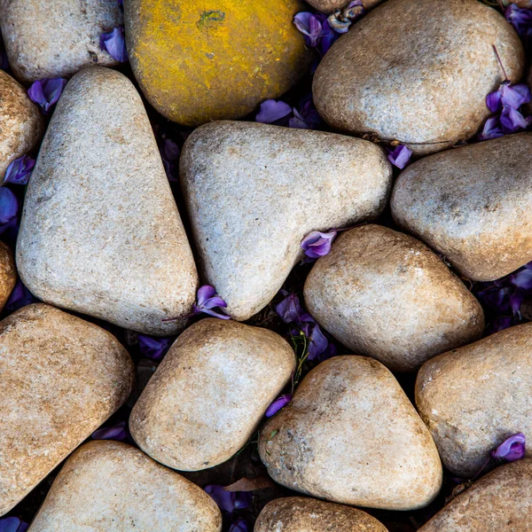 Light Beautiful Rounded Sea Stones Background Wisteria Flowers — Stock Photo, Image