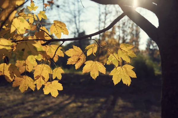 Belas Folhas Outono Árvore — Fotografia de Stock