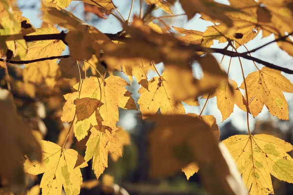 Belas Folhas Outono Árvore — Fotografia de Stock