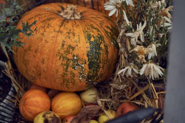 Bahçede sonbahar hasadı, balkabakları ve çiçekler
