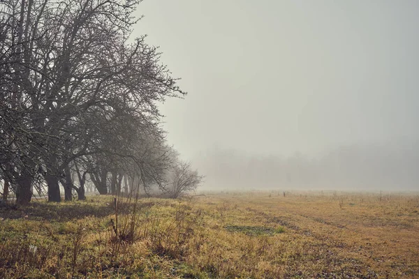 Paisaje Brumoso Neblinoso Bosque Noviembre Jardín Otoño — Foto de Stock