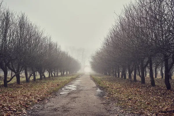 霧の風景霧の11月の森秋の庭 — ストック写真
