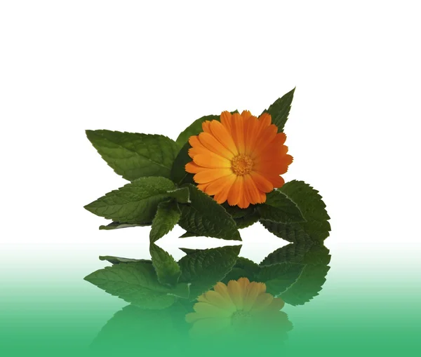 Çiçek calendulas ve nane ile bir tablo üzerinde bir yansıması — Stok fotoğraf