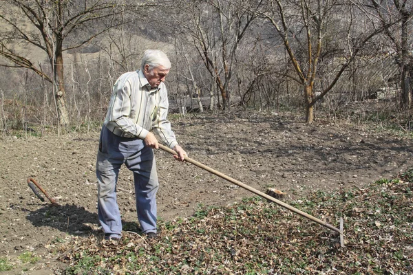 Elderly man cleans rake dry leaves in the garden — Stock Photo, Image