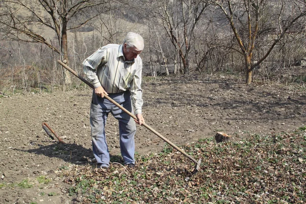 Elderly man cleans rake dry leaves in the garden — Stock Photo, Image
