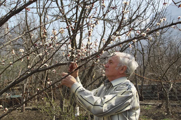 An elderly man looks at a branch of flowering apricot — Stock Photo, Image