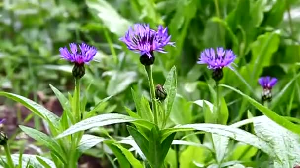 Blaue Kornblumen auf einer grünen Wiese in voller Blüte — Stockvideo