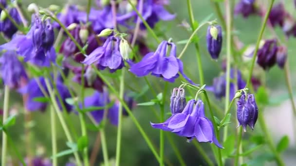 Fleurs d'aquilegia bleues et marron sur une prairie verte 