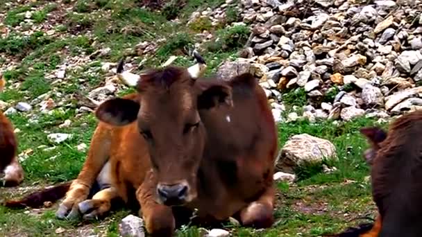 Una vaca yace dormida en la hierba — Vídeos de Stock