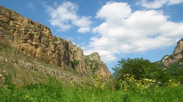 Vind skakar trädet i en mountain klyfta — Stockvideo