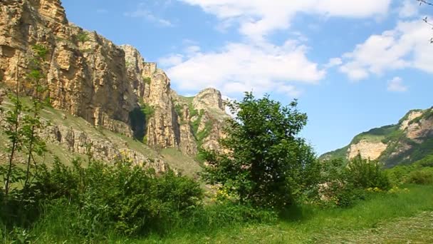 Le vent secoue l'arbre dans une gorge de montagne 