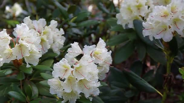 Kaukasische rhododendron bloemen in het bos — Stockvideo