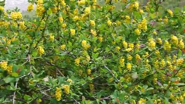 Arbusto de Barberry floreciendo en el viento — Vídeo de stock