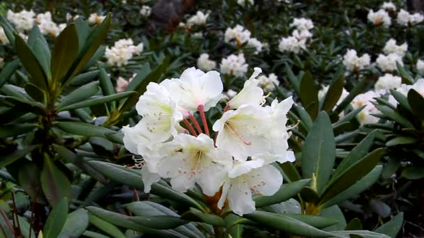 Kaukasiska rhododendron blommar i skogen — Stockvideo
