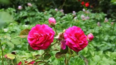 Kırmızı güller bahçede çiçek