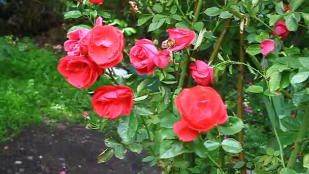 红美丽的玫瑰盛开在花园里 — 图库视频影像