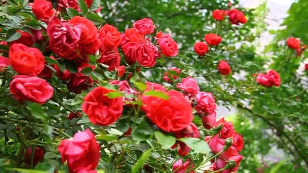 De belles roses rouges fleurissent dans le jardin 