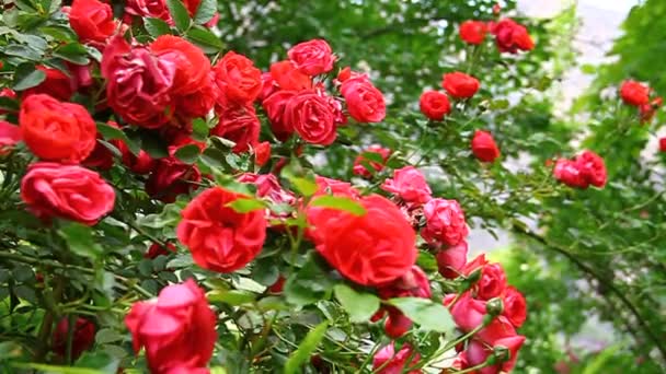 Rote schöne Rosen blühen im Garten — Stockvideo