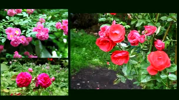 Schöne Rosen blühen im Garten — Stockvideo