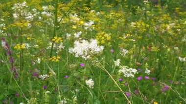 yabani Çiçekler büyür ve üzerinde yeşil çayır çiçek