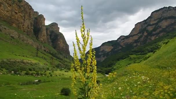 Дикие маргаритки цветут на зеленом лугу — стоковое видео