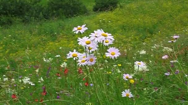 Marguerites sauvages fleurissent sur une prairie verte — Video