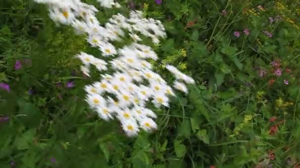 Gänseblümchen blühen auf einer grünen Wiese — Stockvideo