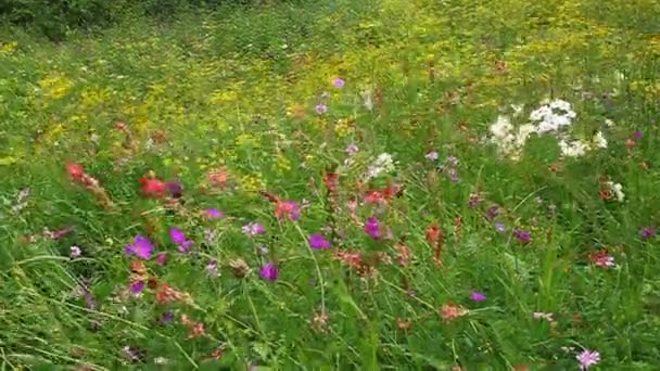 Flores silvestres crecen y florecen en un prado verde — Vídeos de Stock