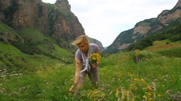 女性は山の草原で薬効がある聖ヨハネを収集します。 — ストック動画