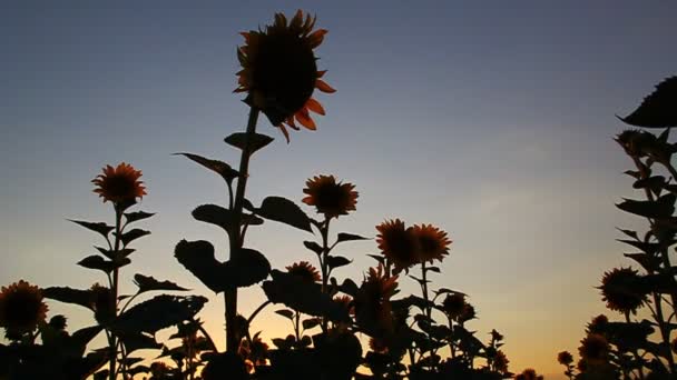 Krásné slunečnice kvetou při západu slunce — Stock video