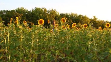 Beautiful sunflowers bloom on the field