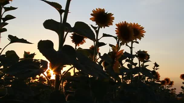 Vackra solrosor blommar i gryningen — Stockvideo