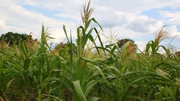 Flores de maíz en un campo — Vídeos de Stock