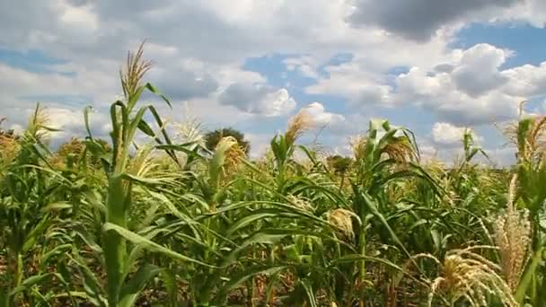 Corn flowers in a field — Stock Video