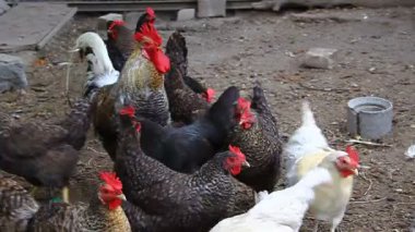 horoz ve tavuk tahıl gagalamayı