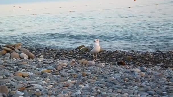 Seagull walking on the beach and looking at the camera — Stock Video