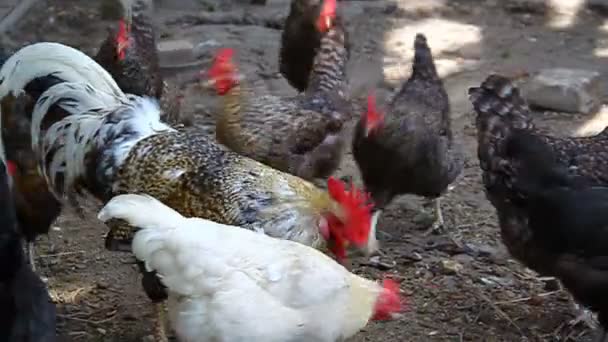 Gallo y gallinas picoteando grano — Vídeo de stock